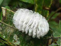 Shot this very furry caterpillar at zoo kemaman, kemaman, terengganu. 140 Ide Ulat Bulu Terbaik Ulat Bulu Bulu Arthropoda