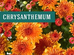 Some plants are vulnerable to certain parasites or blights. 26 Best Indoor Plants For Your Home