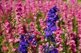 Larkspurs come in a wide range of vibrant colors including indigo, purple and pink. Birth Month Flower Of July The Larkspur