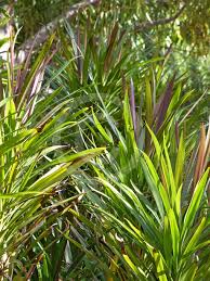 Image result for Cordyline stricta
