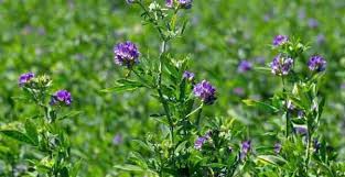 Luzerne Wildkrauter Lexikon Fur Grune Smoothies Smoothie Mixer De