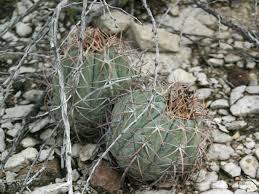 Hawk cove homes for sale and rent find hawk cove, tx homes for sale, houses for rent and other vital information On Line Guide To The Positive Identification Of Members Of The Cactus Family