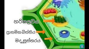Check spelling or type a new query. à· à¶š à·ƒ à¶½ à¶ºà¶š à·€ à¶º à·„à¶º The Structure Of A Plant Cell Biology Lesson Of Sinhala Youtube