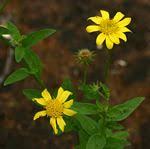 Image result for Calostephane angolensis