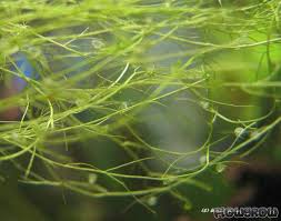 Image result for Utricularia gibba