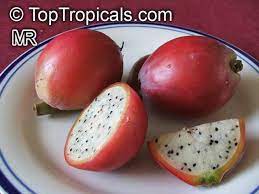 Another group of edible cacti are the. Cereus Peruvianus Cereus Uruguayanus Cereus Hildmannianus Night Blooming Cereus Peruvian Apple Column Cactus Apple Cactus Toptropicals Com