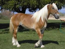 From wikimedia commons, the free media repository. Belgian Draft Breed Description Fcn
