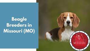 St cloud, mn (stc) upper peninsula, mi (yup). Beagle Breeders In Missouri Mo Beagle Puppies For Sale Animalfate