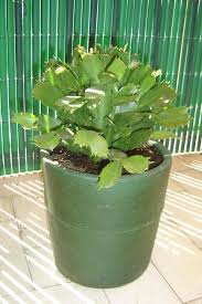 Si tu planta no muestra signos de querer florecer, entra y te diremos cómo solucionar el problema. Cactus De Navidad