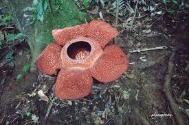 Google menampilkan gambar bunga rafflesia arnoldii yang kemudian mekar dan mengeluarkan kepulan. Rafflesia Arnoldii Bukan Bunga Bangkai Alamasedy