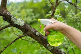 One is to select and maintain a clean and ideal growing site. When To Spray Neem Oil On Fruit Trees Grower Today