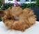 Baby Brown Guinea Pig