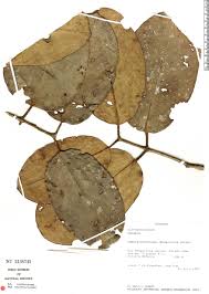 Image result for Salacia