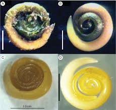 Image result for Halopyrum mucronatum