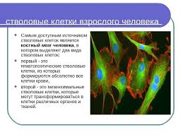Stvolovye Kletki Publicaciones Facebook