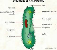 Pin By Science Wear On Onna Education Cell Model Life Science Human Body Unit