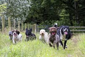 Their coat will be long. 32 Best Poodle Mixes The Cutest Small Medium Large Doodle Mixes List