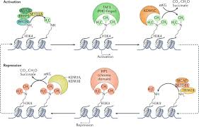The h1 subtype composition is different among cell types during the cell cycle and differentiation. Roles And Regulation Of Histone Methylation In Animal Development Nature Reviews Molecular Cell Biology