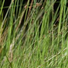 Image result for Scleria schimperiana