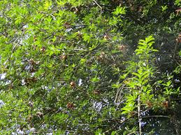 Image result for Pentadesma