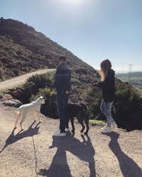 adana give a dog a home business school student life international school