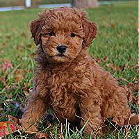 You can also buy goldendoodle puppies in varying coat colors from cream to black. Miniature Goldendoodle Puppies Family Friendly And Low Shedding