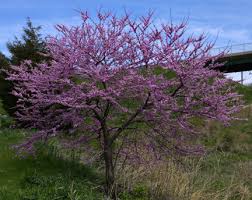 Given good light exposure this variety will sport small dark. Flowering Trees The Gateway Gardener