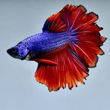 Live Betta Fish Red Purple Flower Tails Opm 22 From Thailand Betta Fish Betta Purple Flowers