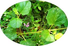 Image result for Boerhavia diffusa