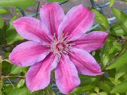 Hybrid clematis vines are spectacular, with a profusion of white, blue, violet, purple, pink, red, or bicolor flowers. Clematis Clematis Flower Database