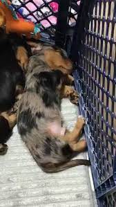 This Puppy Was Having A Bad Dream And What His Sister Did Is Amazing Woofadvisor Pls Contact Info Woofadvisor Com For Cr Cute Dogs Puppies Cute Baby Animals