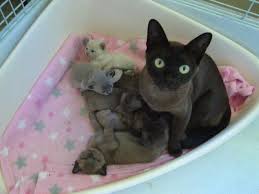 Where to find oriental shorthair cats for sale? Burmese Kittens Kittens Cats