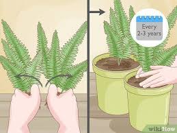 For optimum growth, the boston fern prefers 65 degree fahrenheit night temperatures and warmer daytime temps up to 95 degrees. 9 Ways To Grow Fern Indoors Wikihow