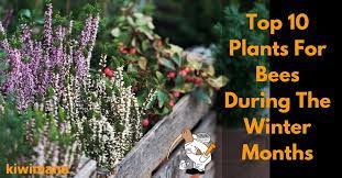 Top 10 flowers attract the bees. Top 10 Plants For Bees During The Winter Months