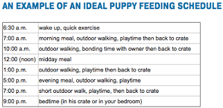 Top 8 Best Puppy Feeding Guides What To Feed A Puppy How