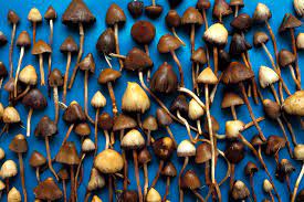 How Long Do Psilocybin Mushrooms Effects Last