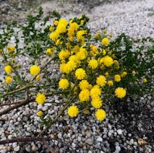 Image result for Acacia lasiopetala