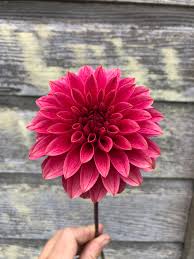 Image result for Stolzia kalkhof-roseae