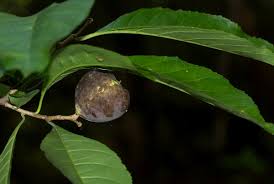 Image result for Excoecaria bussei