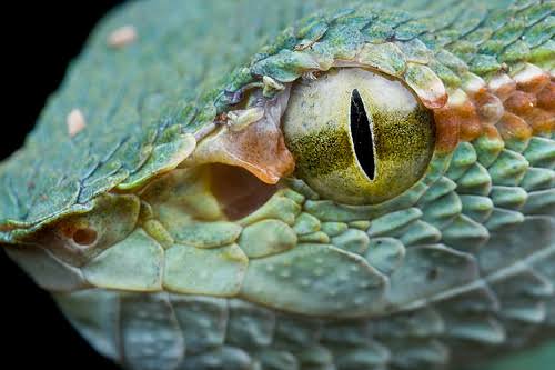 Life is short, but snakes are long: Snakes that can see without eyes