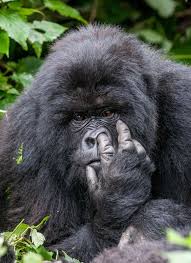 You'll find funny animal pictures, wild animal images, animal pictures to print. Funny Photos Of Animals In The Wild