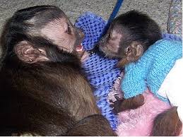 The complete pet care guide on capuchin monkeys, diet feeding and care. Blake Monkey Buy And Sell Pets In Lahore Pakistan