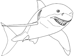 Maybe you would like to learn more about one of these? A Drawing Of Great White Shark From The Front Coloring Page Kids Play Color Shark Coloring Pages Shark Illustration Shark Drawing