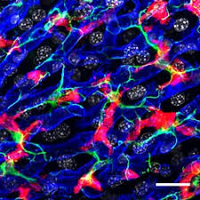 The mitochondria of liver cells have. Kupffer Cell Wikipedia