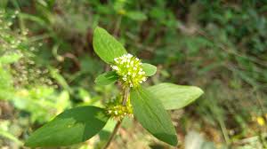 Image result for Mitracarpus