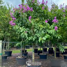 Image result for Lagerstroemia speciosa