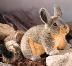 Image result for viscacha