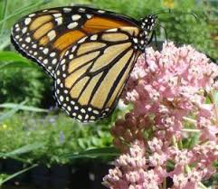 Growing Milkweed For The Monarch Butterfly Milkweed Seeds Seed Germination Milkweed