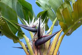 Image result for Strelitzia