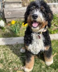 Maybe you would like to learn more about one of these? Best St Berdoodle Guide 2021 Saint Bernard Poodle Mix We Love Doodles
